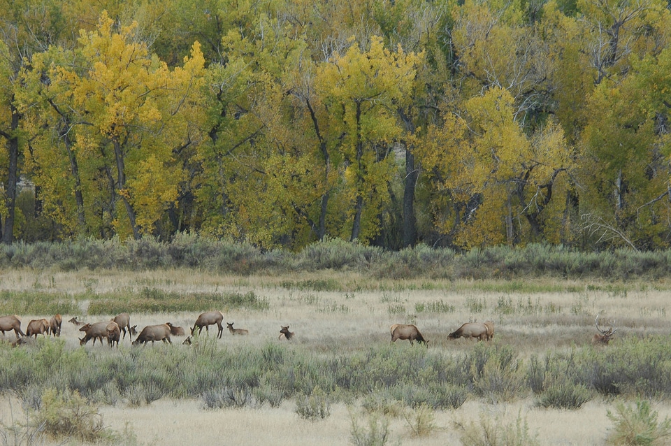Rocky Mountain elk herd in a field of Fall Cottonwoods-4