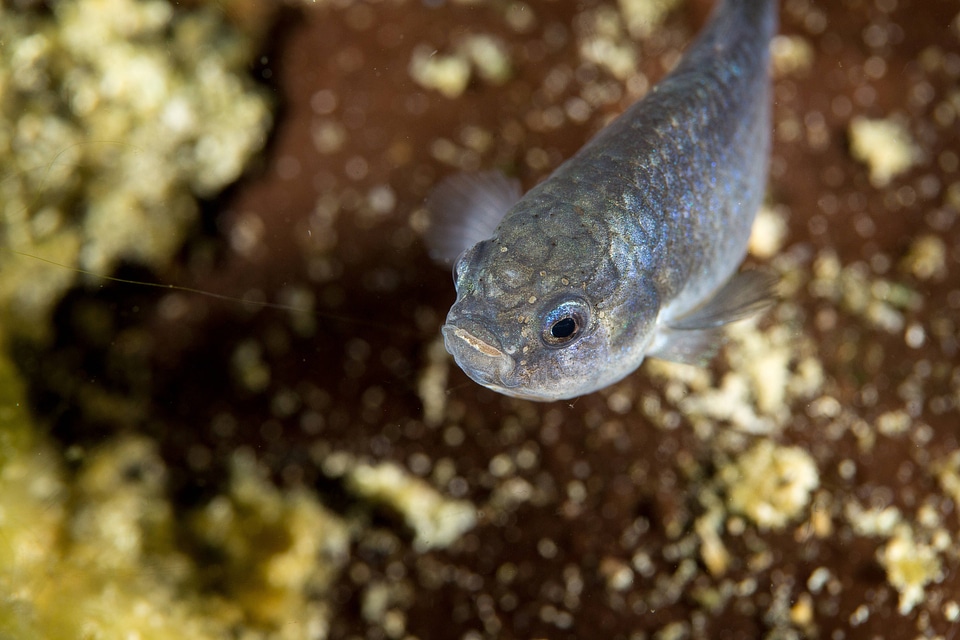 Captive Devils Hole pupfish-5