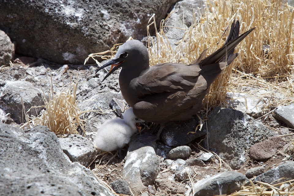 Brown Noddy on Nihoa Island-1