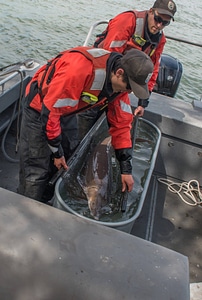USFWS Fisheries crew transporting lake sturgeon-1