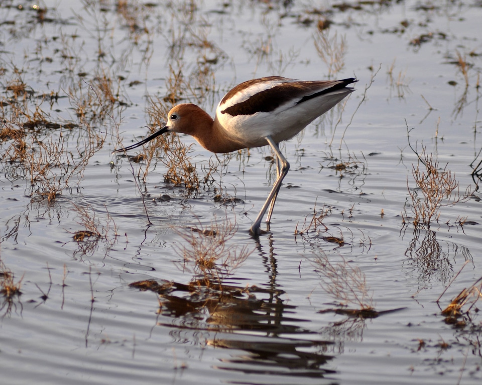 American avocet in wetland