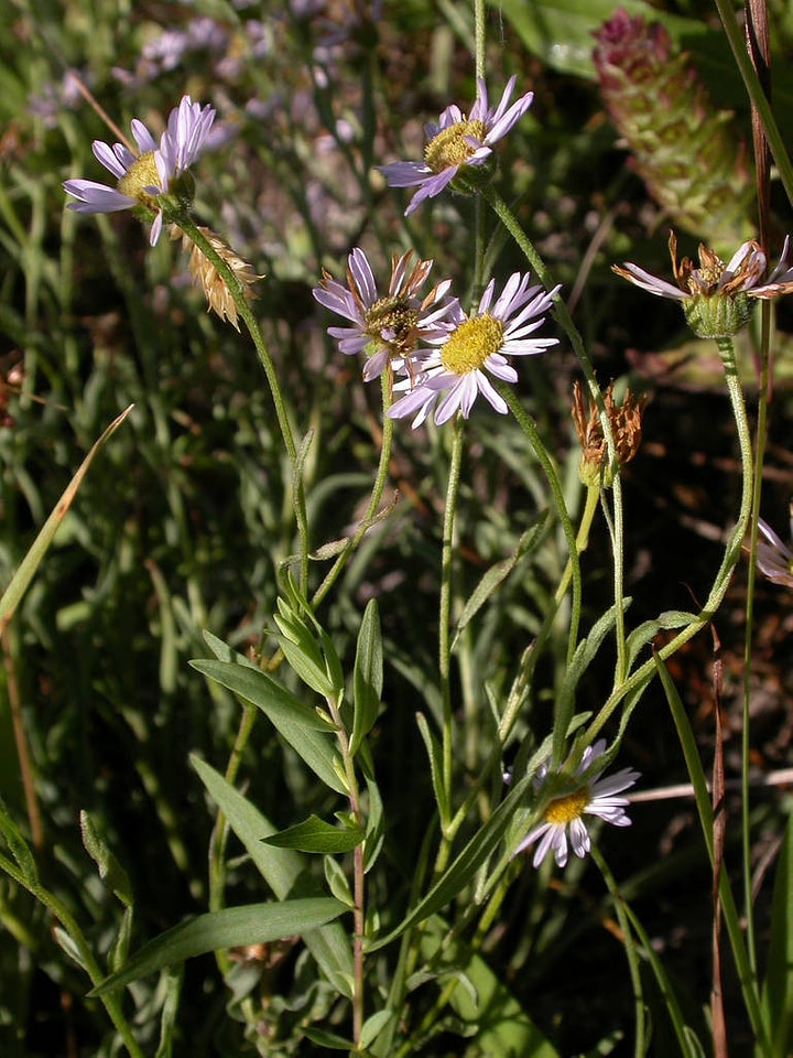 Willamette Daisy