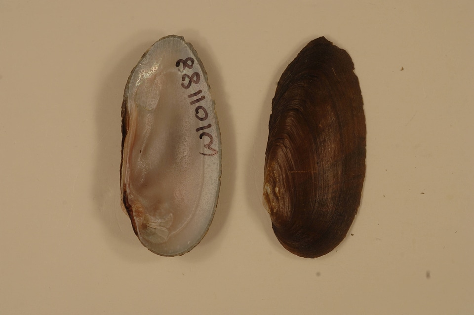 Elliptio dilatata-4