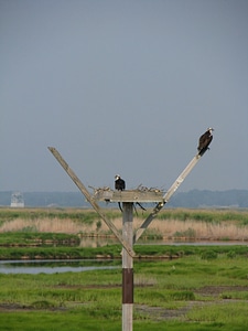 Osprey nest photo