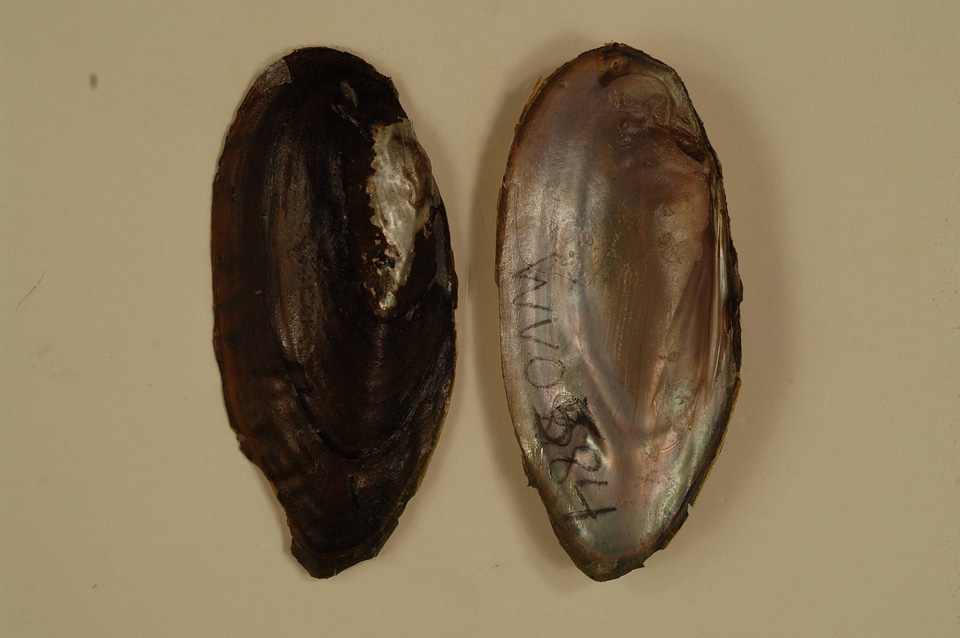 Elliptio fisheriana-3