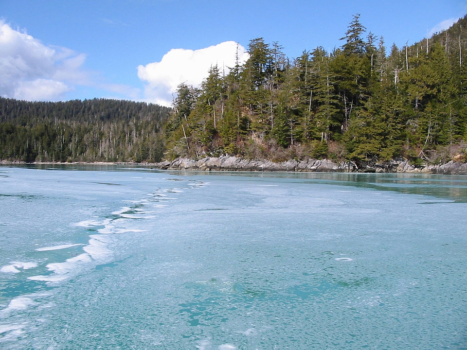 Pacific herring spawn