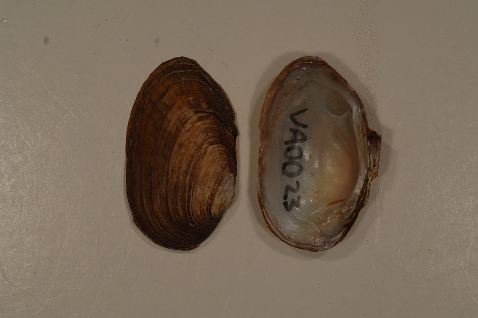 Villosa iris-1