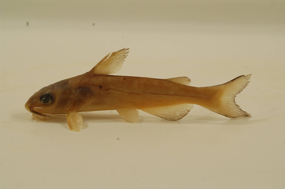 Ictalurus punctatus-2