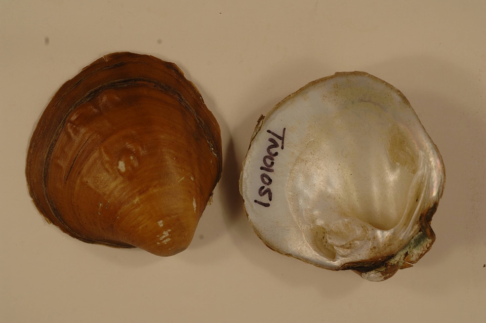 Amphinaias pustulosa-1