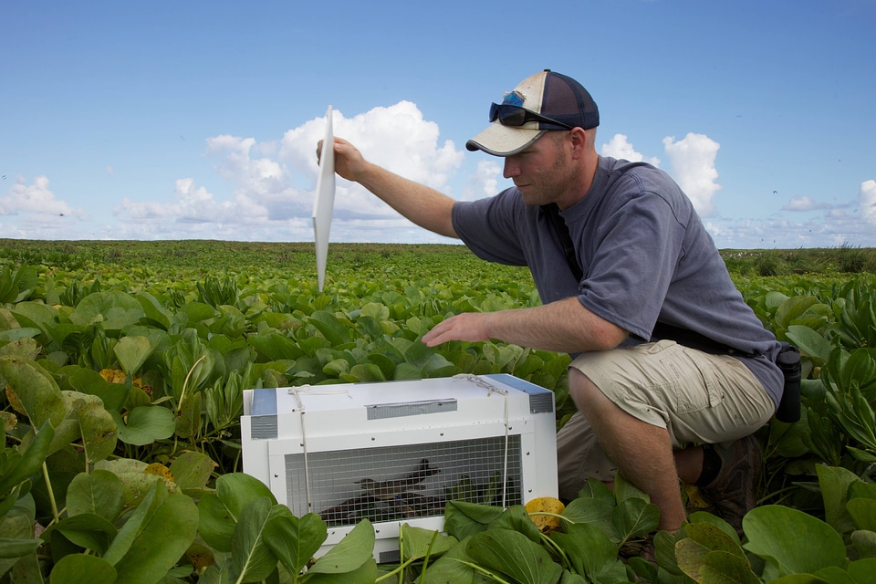 Nihoa Millerbird Translocation-3