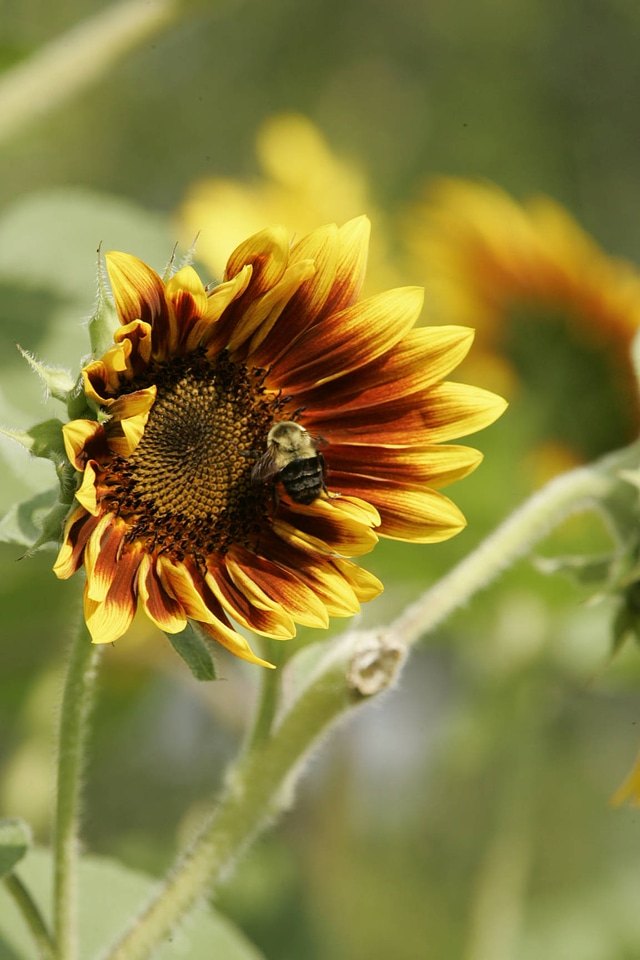 Sunflower and bee
