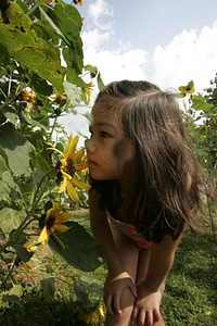 Pretty sunflower
