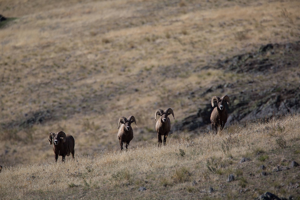 Bachelor group of rams walk a hillside-3