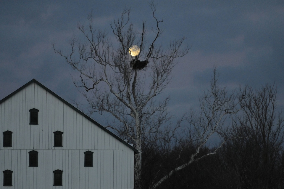 NCTC eagles nest at night-5