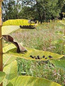Monarch caterpillar Frass