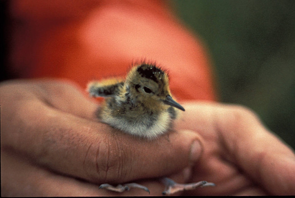 Northern Phalarope or Red-necked Phalarope Chick photo