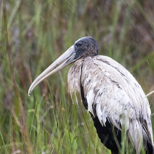 Juvenile woodstork photo