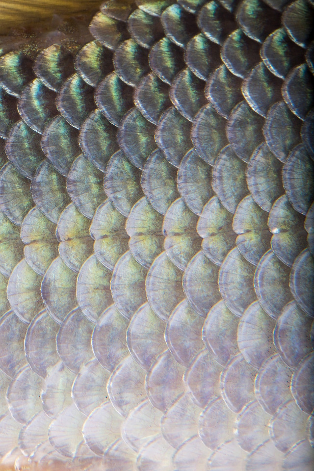 Close up of Sicklefin Redhorse scales-1