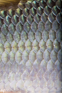 Close up of Sicklefin Redhorse scales-1