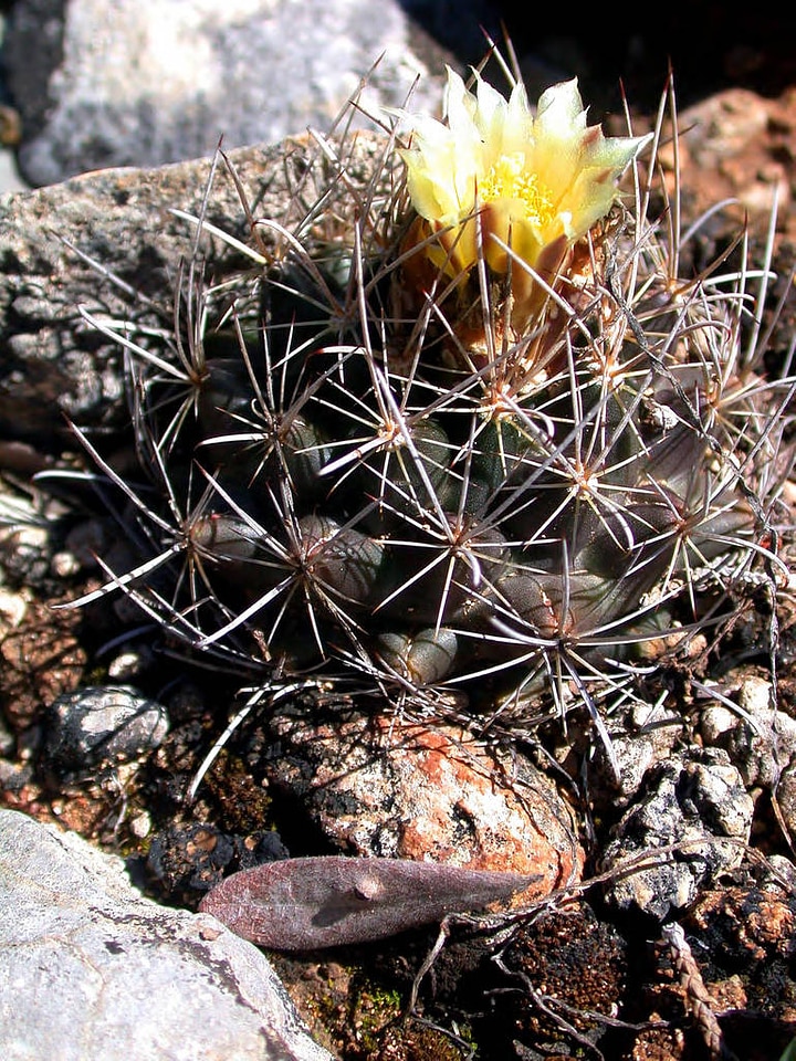 Endangered Tobusch fishhook cactus flower-2