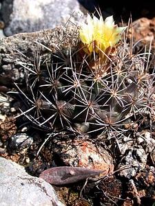 Endangered Tobusch fishhook cactus flower-2 photo