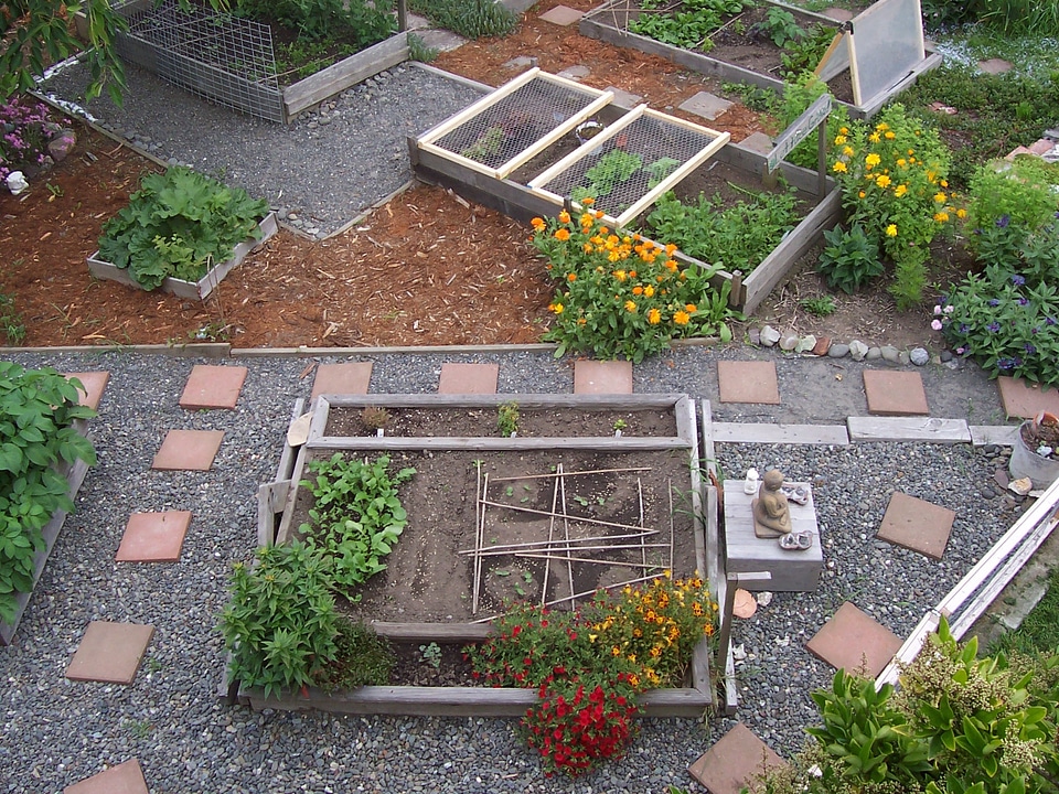 Gardening vegetable backyard