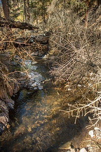 Gila trout-7 photo