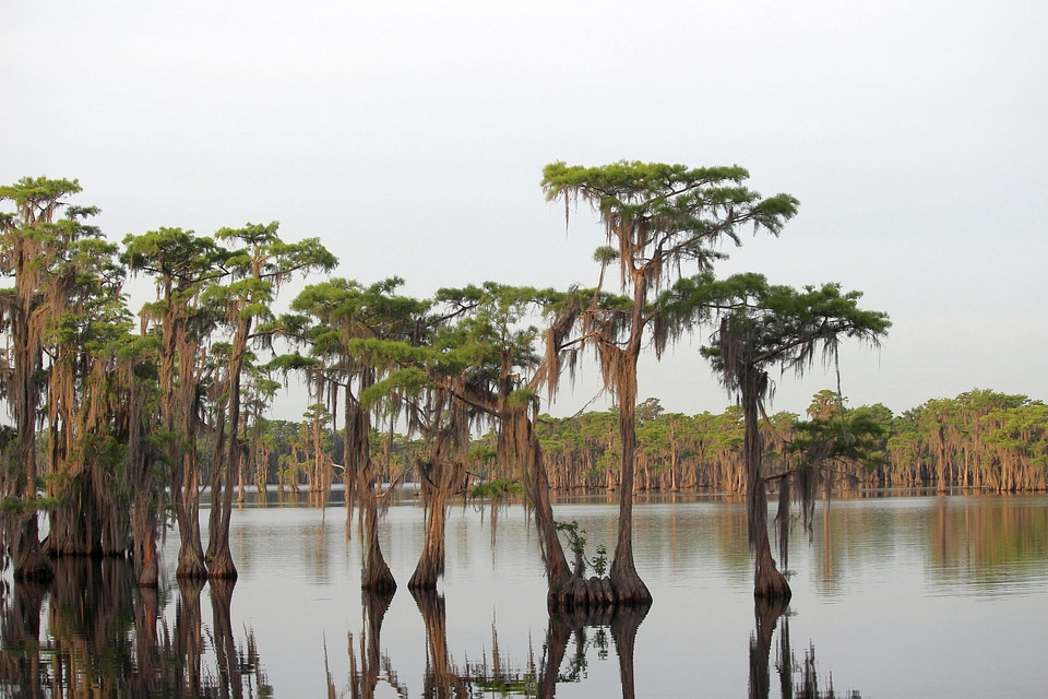 Moss-draped cypress trees
