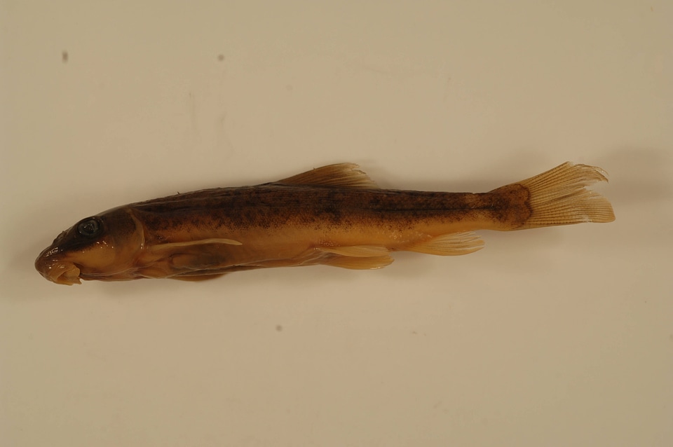 Catostomus platyrhynchus-2