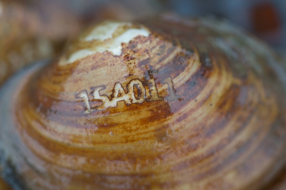 Laser engraved freshwater mussels-3