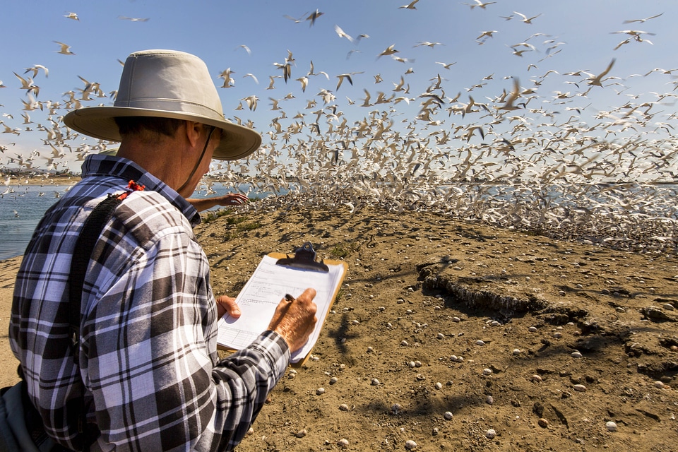 Observing flock of Elegant terns-1