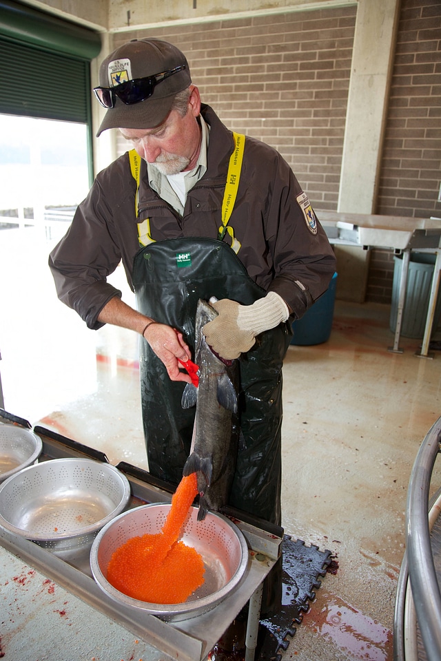 Service employee collects female Fall Chinook salmon eggs