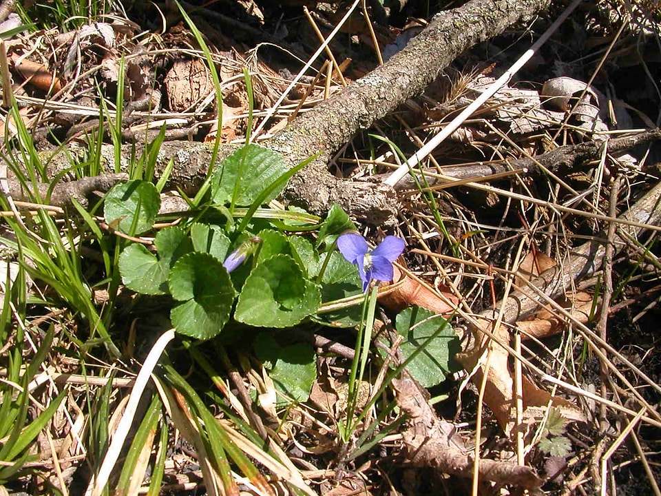 Common blue violet at Neal Smith National Wildlife Refuge-1
