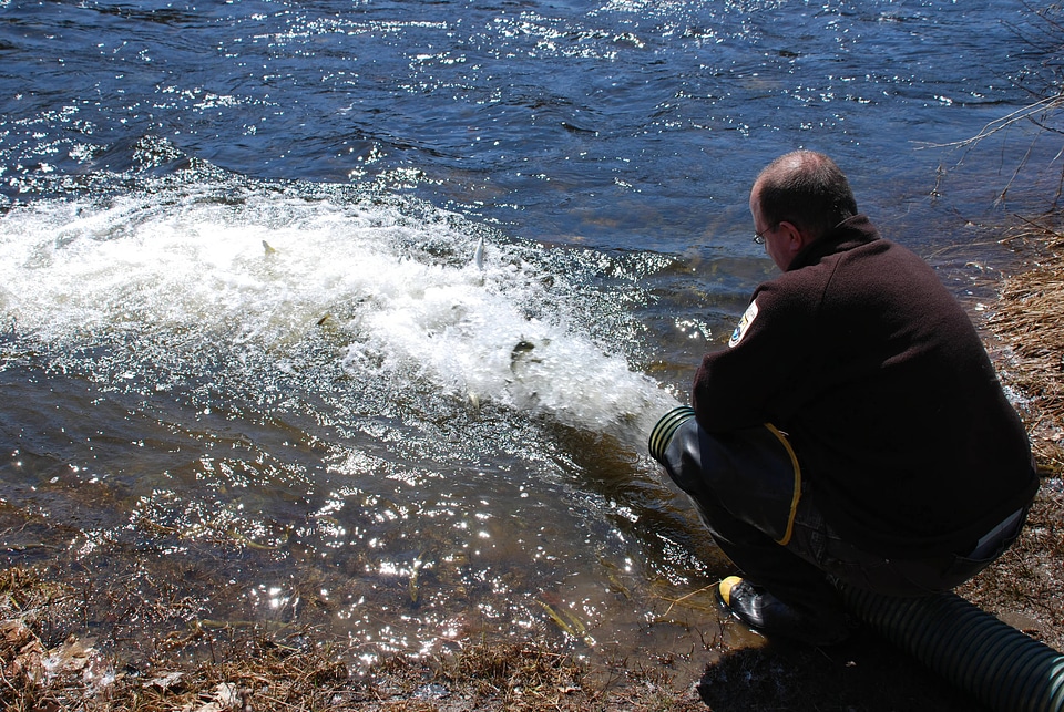 Releasing the smolts