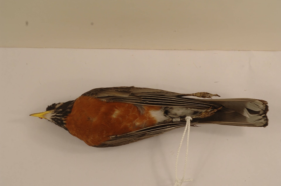 Turdus migratorius-2