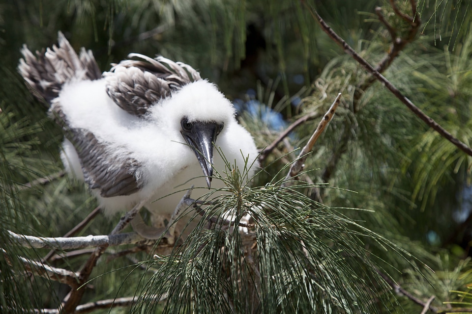 Juvenile Red-footed Booby on Laysan Island-5