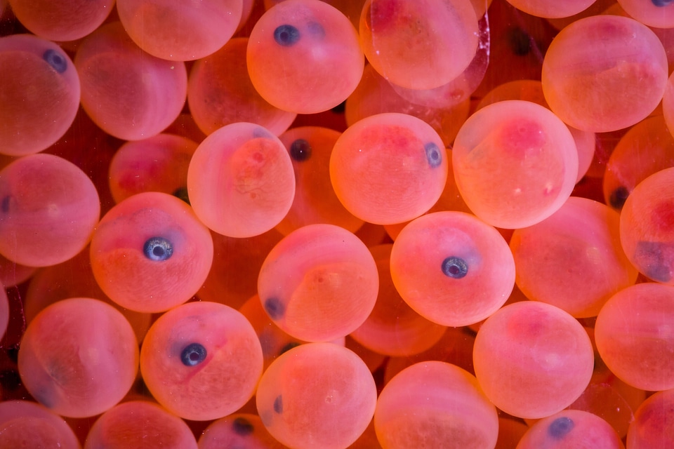 Rainbow trout eggs-1