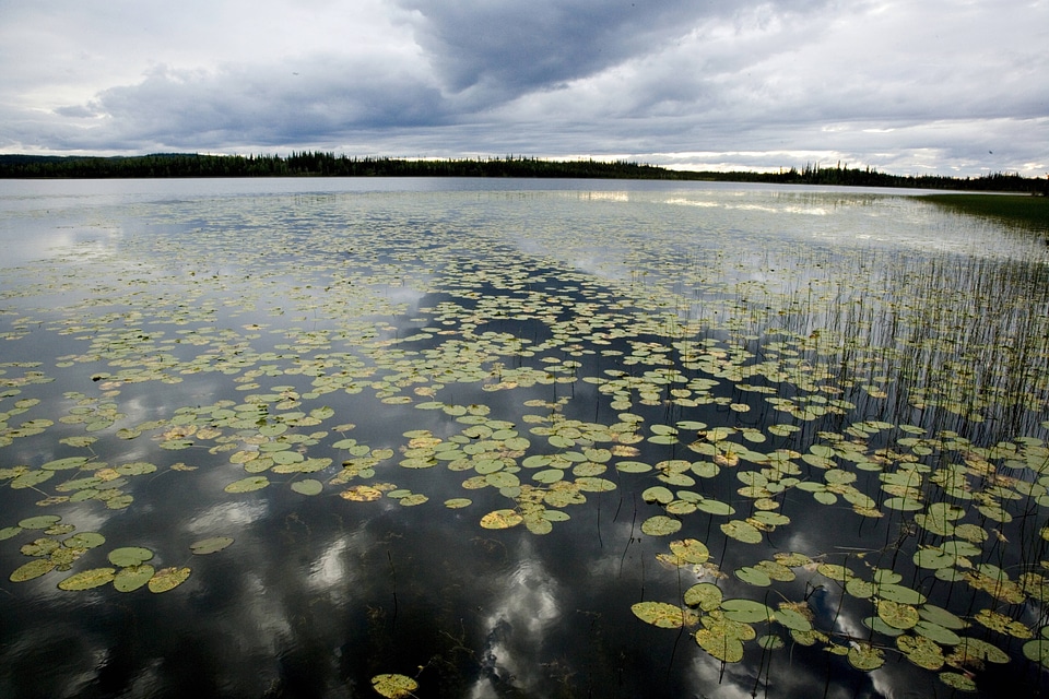 Waterlilies on lake at Tetlin National Wildlife Refuge