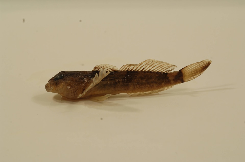 Cottus bairdii-3