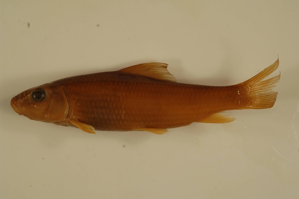Moxostoma erythrurum-2