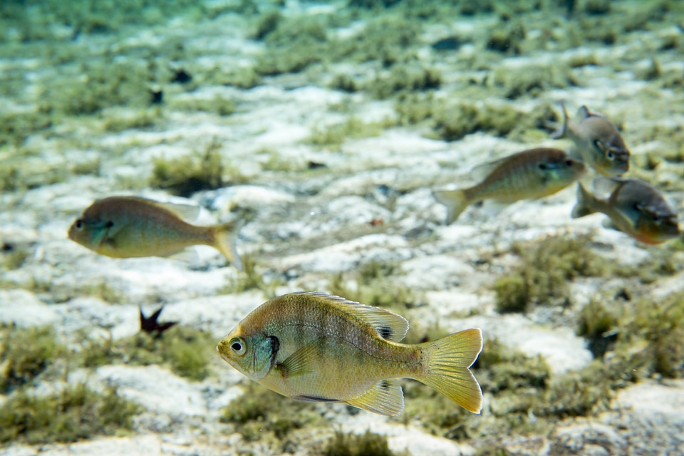 Bluegill swims in foreground