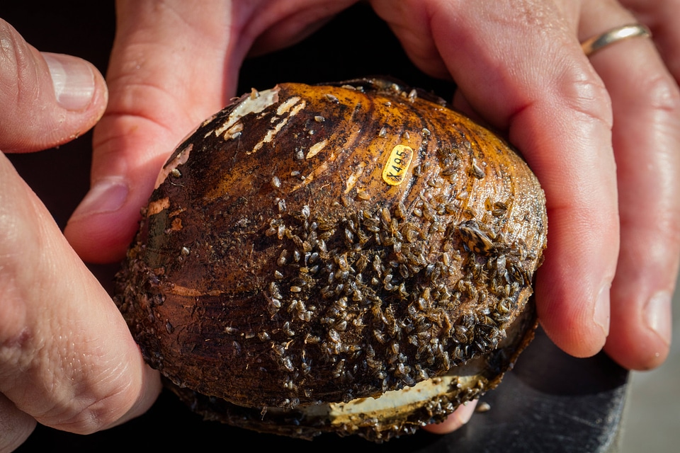 Young zebra mussels on the dead shell of a native mussel