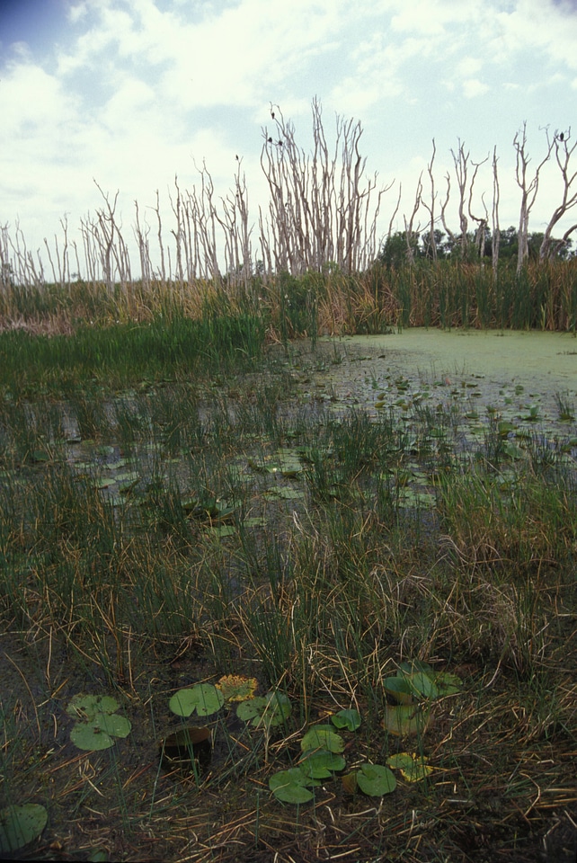View of vegetation in wetlands