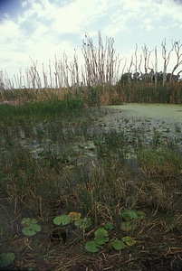View of vegetation in wetlands