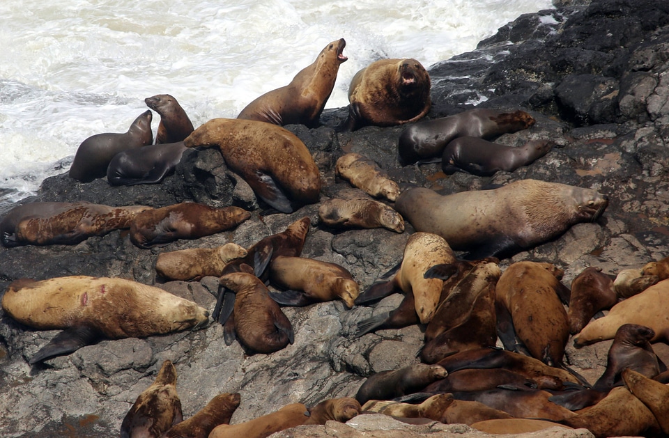 California Sea Lions