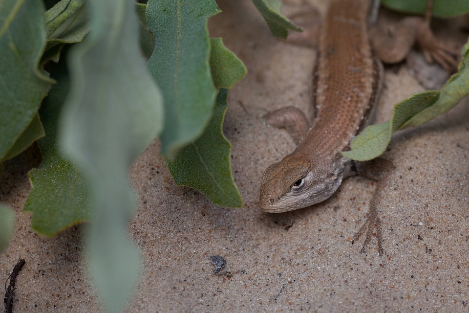 Dunes sagebrush Lizard-3