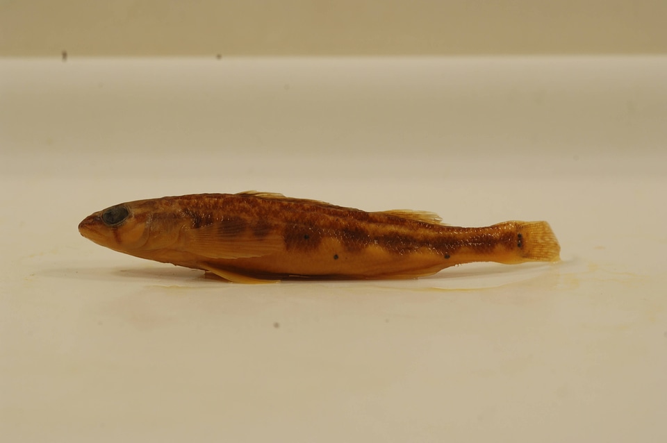 Percina maculata-5