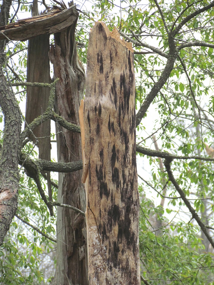 Close-up of tree affected by Southern Pine Beetles-7