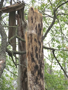 Close-up of tree affected by Southern Pine Beetles-7