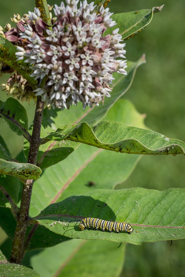 Monarch caterpillar on Common milkweed-13